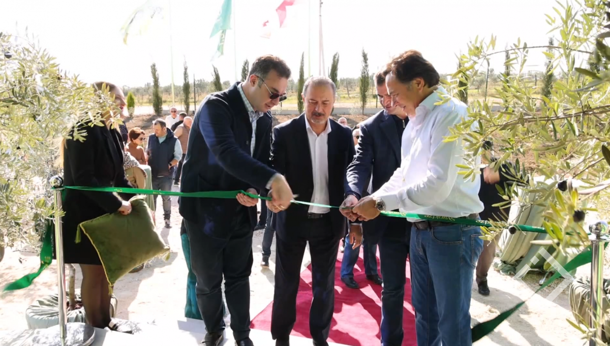 ზეთისხილის გადამამუშავებელი საწარმო გაიხსნა